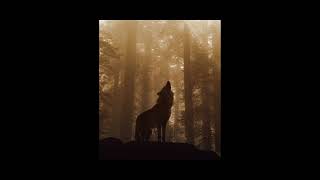 Carter Burwell - 𝐀 𝐍𝐨𝐯𝐚 𝐕𝐢𝐝𝐚 (𝐉𝐚𝐜𝐨𝐛'𝐬 𝐇𝐨𝐰𝐥 𝐚𝐝𝐝𝐞𝐝)