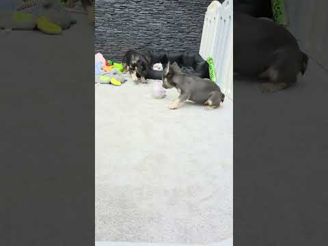 Video 2
