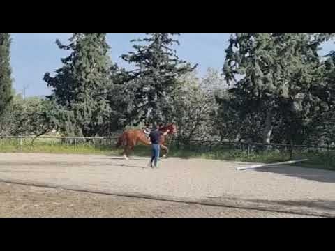 Corentha / Copycat - Kannan/ 1,65 / doesn t like the pols