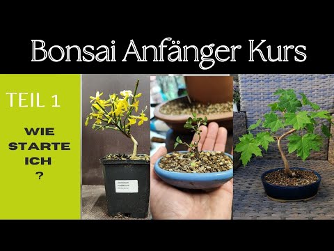 Bonsai für Anfänger: Das musst du VOR dem Start wissen! (Kurs Teil 1)