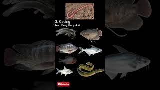 Download lagu 5  Umpan Alami ‼ Untuk Mancing Di Sungai Dan Danau | Dua  Kail mp3