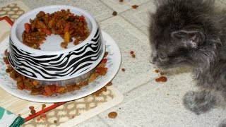 Bug Proof Pet Food Bowl DIY