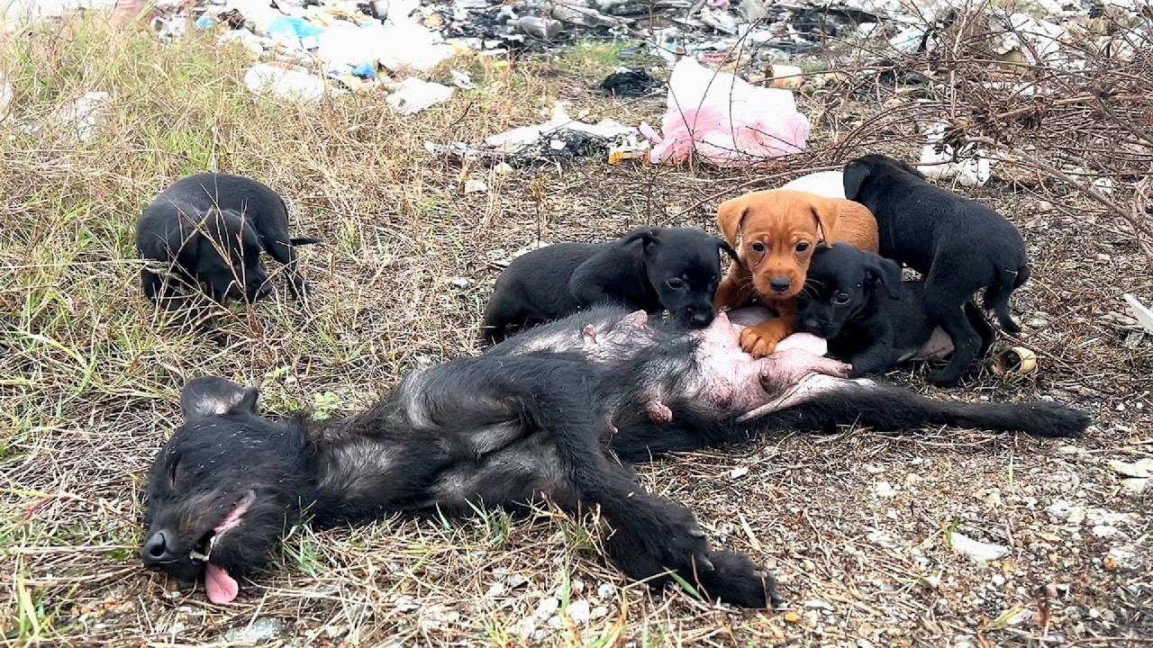 Five dogs took streets begging for help,because they suck the calcium make their mother unconscious