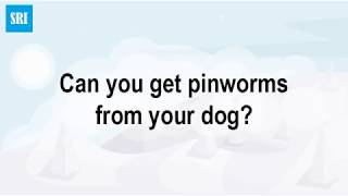 Can you get pinworms from your dog