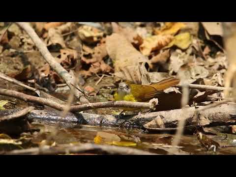 Bulbul hnedochochlatý (Alophoixus flaveolus) — správanie, biotop a hlas