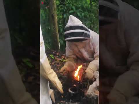 Chef Jason - Fighting Off African Killer Bees For Honey 🇹🇹🐝