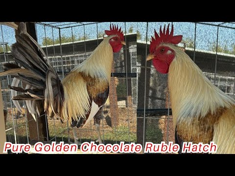 Pure Golden Chocolate Ruble Hatch Grey Rock Farm
