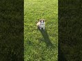 Pomsky dogs for sale: Rover - Video 1