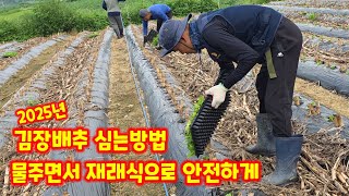 괴산절임배추 김장배추 심는방법 심는시기 충북 괴산 풀뿌리농장 [배추재배방법]