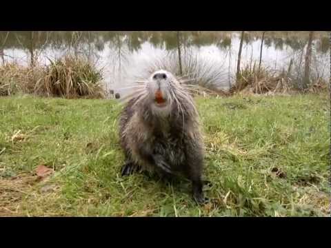 pourquoi les castors ont la queue plate