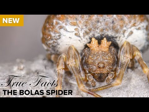 A Funny Documentary About the Bolas Spiders