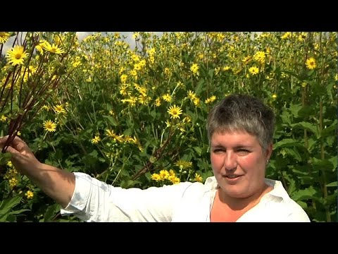 , title : 'Spannungsfeld: Pflanzen für Bioenergie?'