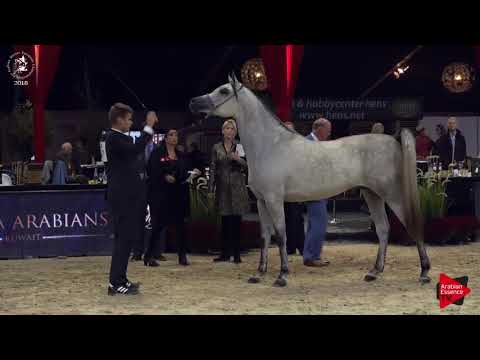 N.121 NABEEL AL NASSER - Lier 2018 - Junior Geldings Championship (Class 15)
