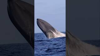 One of the only shots in the world of a Blue Whale BREACHING! #shorts #amazing