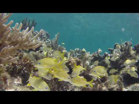 image-Where is Sandy Cay Bahamas?