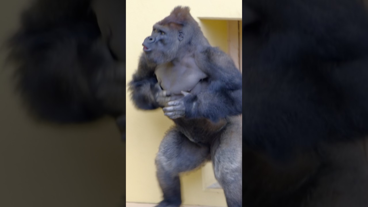 Kiyomasa's drumming explodes.