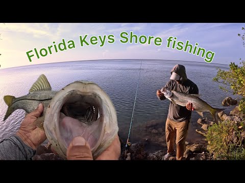 Florida Keys Multi species catch from shore.