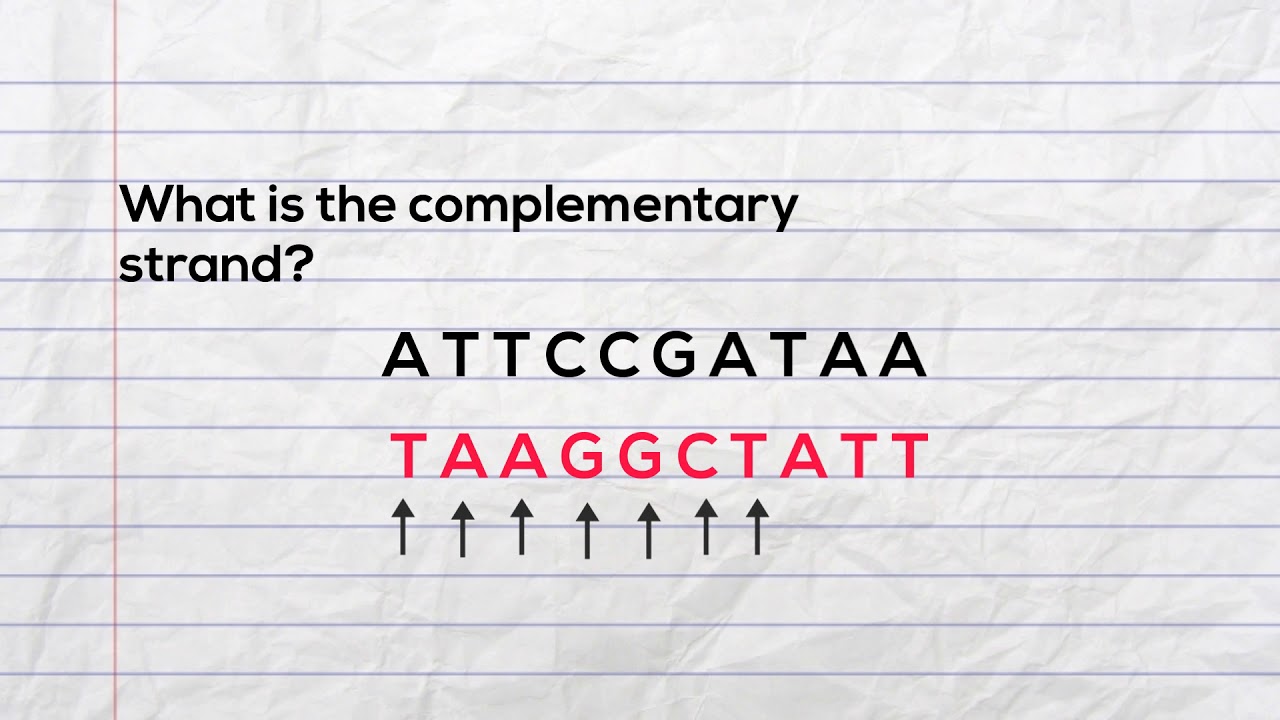 Practice writing the complementary strand of DNA  and mRNA during transcription