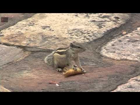 Funny Squirrel - Fight For Your Food