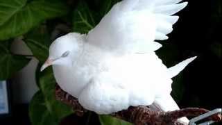 preview picture of video 'Hands Up... Spray The Armpit too!! - White Ringneck Dove - NZ'