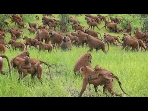 Milkii Dastaa_ Imaanaan Imimmaani- Oromo Official Music # Gamtaa Studio*July 21, 2023