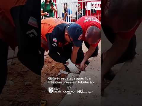 Gata é resgatada após ficar três dias presa em tubulação