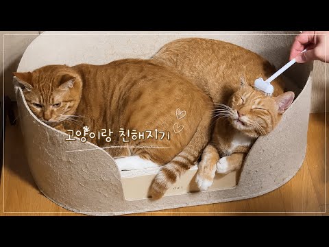 고양이랑 친해지는 방법