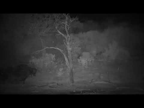 Djuma: Lion-Male Lion 'S8 Male' runs out at Buffalo herd - 00:20 - 07/15/2022