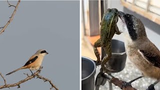 Download lagu Burung Shrike Ekor Panjang: Keindahan dengan Hati Predator mp3