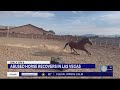 Only On 8 Woman Who Adopted Starved Horse Speaks Out After Accused Abuser Arrested