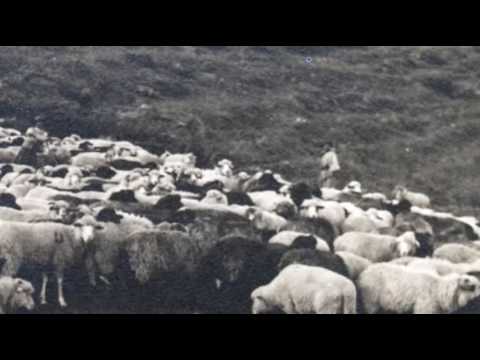 Horea oilor / Sheep's song