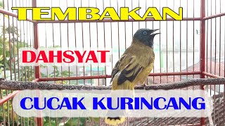 Download lagu TEMBAKAN DAHSYAT KURINCANG JANTAN mp3 Download lagu TEMBAKAN DAHSYAT KURINCANG JANTAN mp3