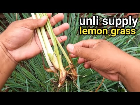 5 Tips Paano magtanim at magparami ng Tanglad o lemon grass