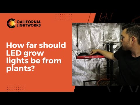 How far should LED grow lights be from plants?