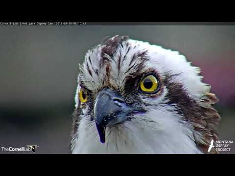 Up Close With Louis On the Hellgate Osprey Cam – April 10, 2019