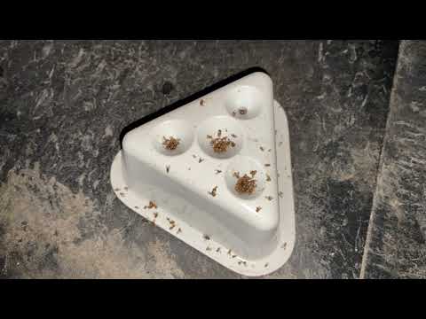 Checking on a Fruit Fly Infestation in Dayton, NJ