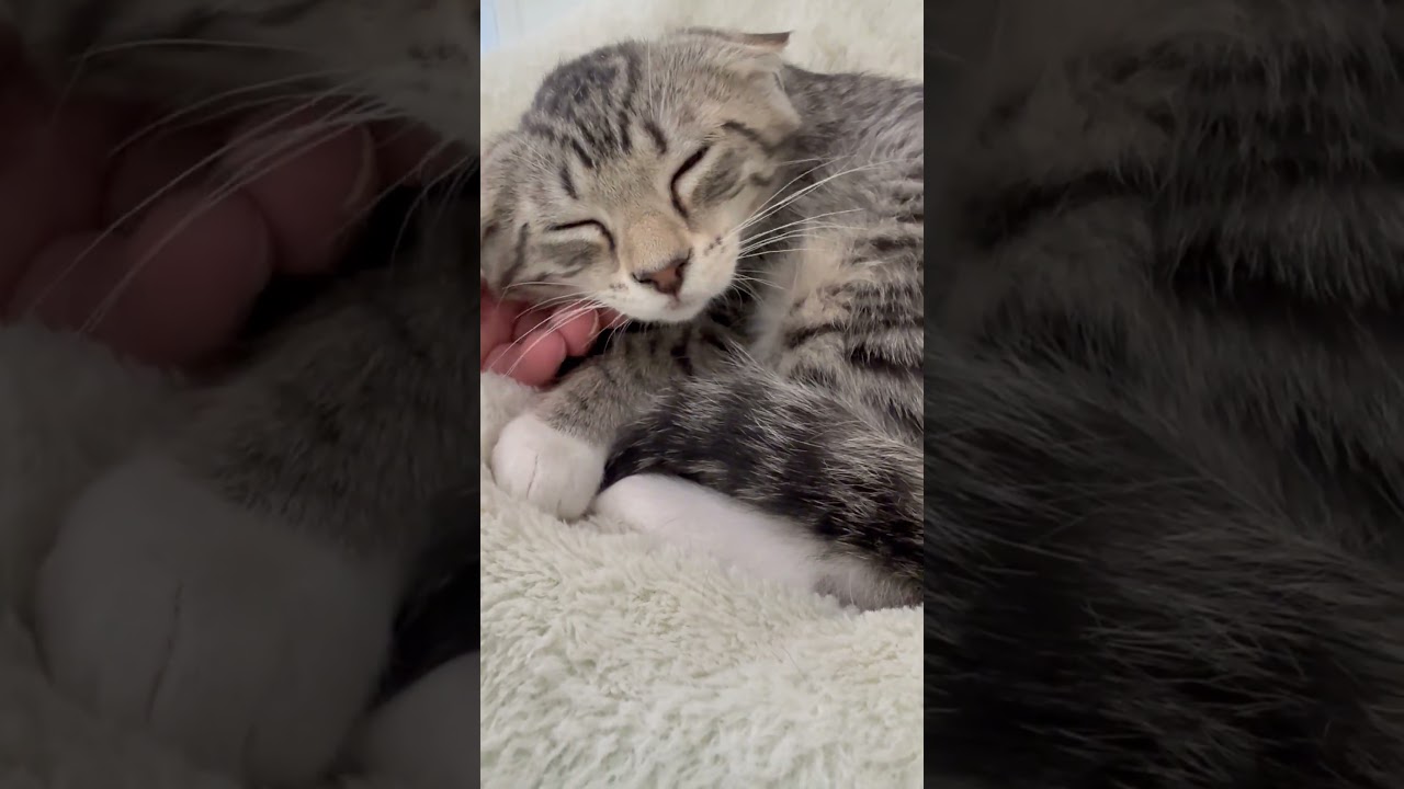 Dawson - purrecious little sweetheart, an adopted Tabby in Neenah, WI video 6/6