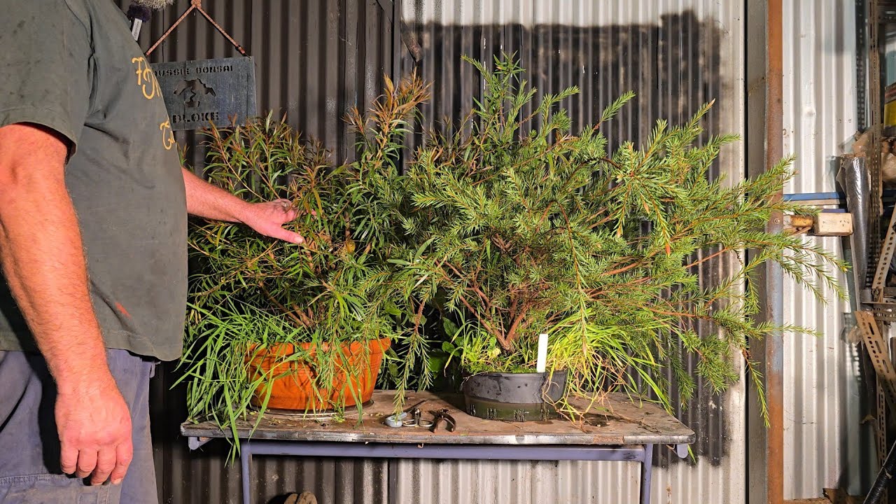 Creating good structure for Mallee style Bonsai