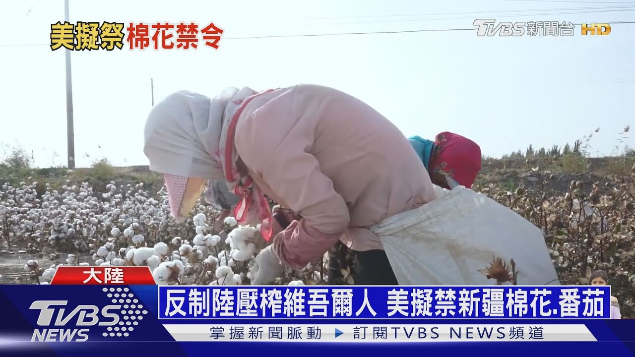反制陸壓榨維吾爾人 美擬禁新疆棉花、番茄