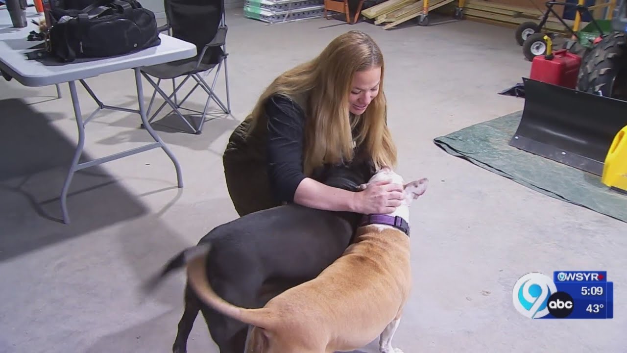 NewsChannel 9 WSYR Syracuse coverage of K9 Rescue and Rehab
