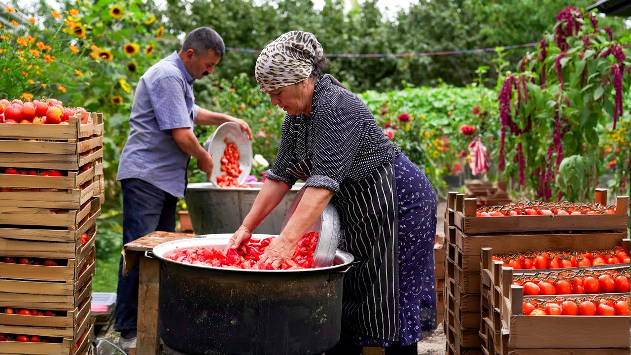 🍅 Massive Tomato Harvest: Making Sauce from 150 Kilos of Fresh Tomatoes
