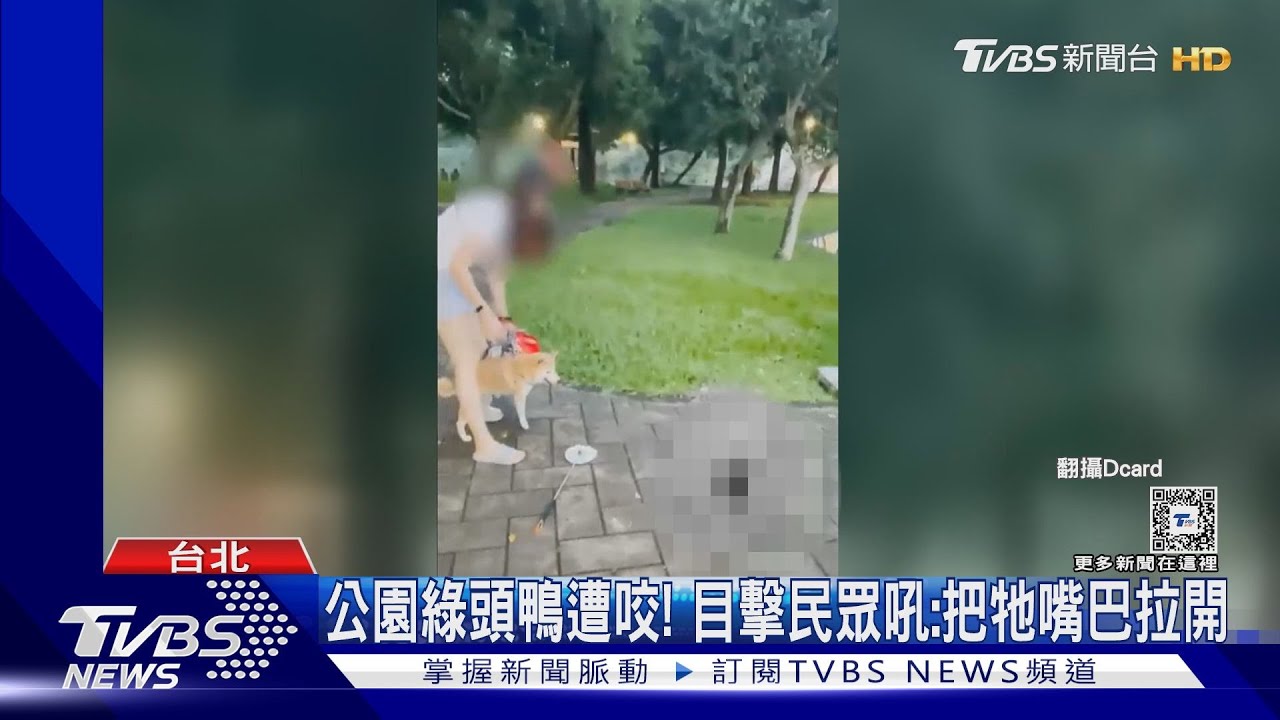柴犬咬死野生綠頭鴨! 網怒飼主僅「輕拍制止」