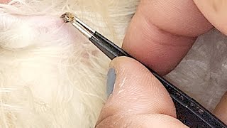 Removing a blackhead on a cat. Satisfying 😻