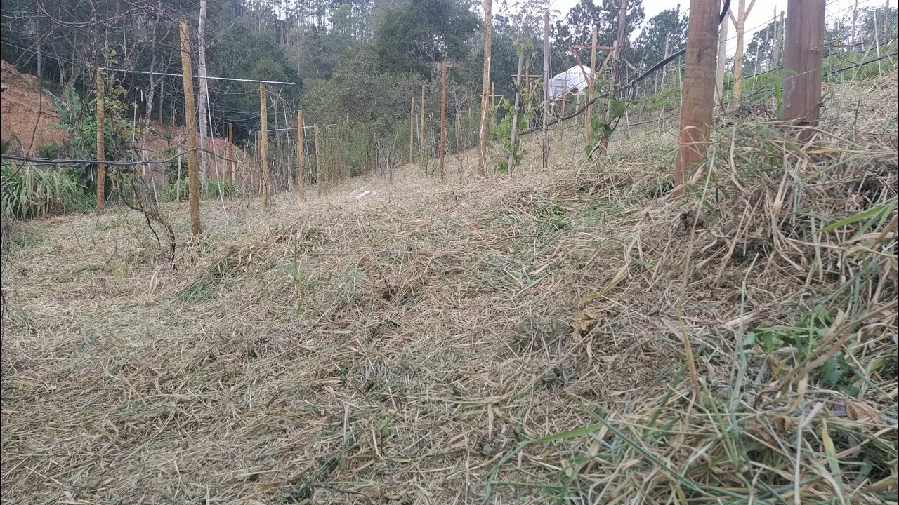 Mudas, Fruticultura e Natureza no Plantar em Casa Agosto 2022