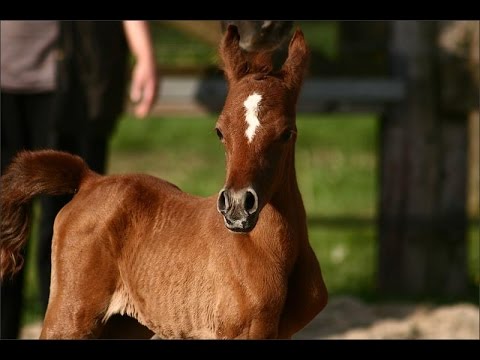 YMJ Azibaijirah Bint Yusraa