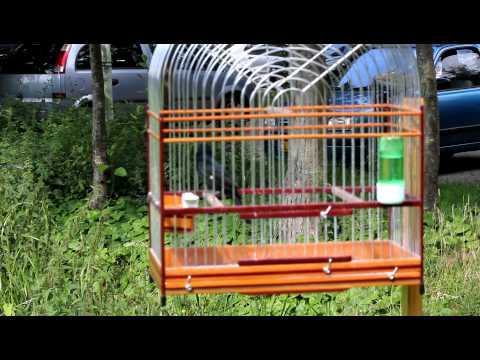 twatwa bicudo Blakabek