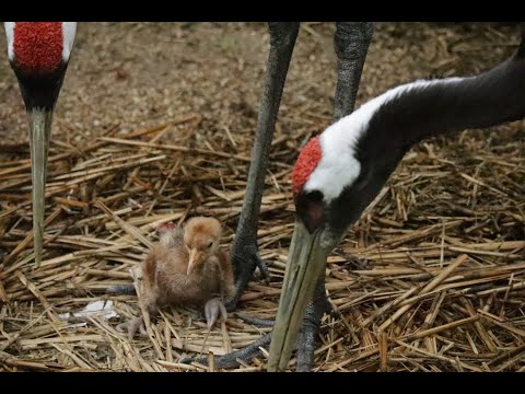 岡山後楽園で、タンチョウのヒナが１羽誕生しました！A Red-crowned Crane Chick Has Hatched at Okayama Korakuen Garden!