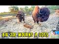 Bison REACT to UNEXPECTED Loss In The Herd!