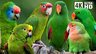 MOST AMAZING GREEN PARROTS | COLORFUL BIRDS | RELAXING SOUNDS | STUNNING NATURE | STRESS RELIEF