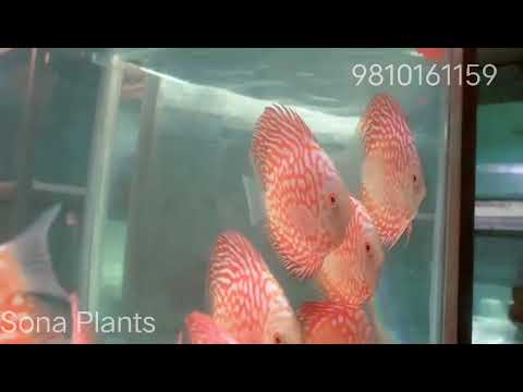 Check board Discus. from Sona Plants